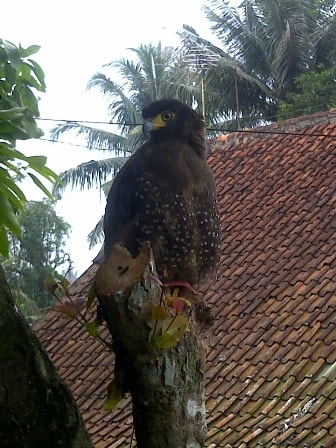 Elang ular bido
