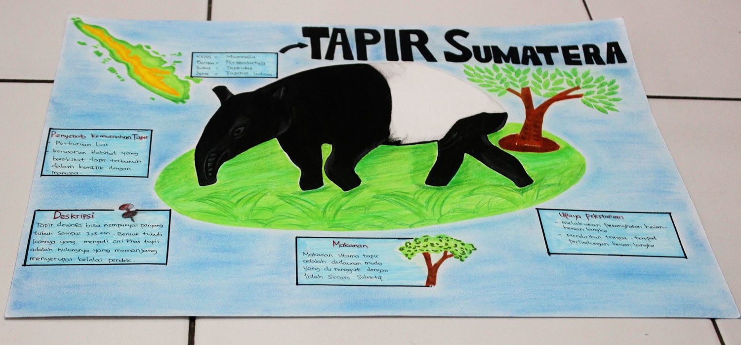INFOGRAFIK TAPIR SUMATERA
