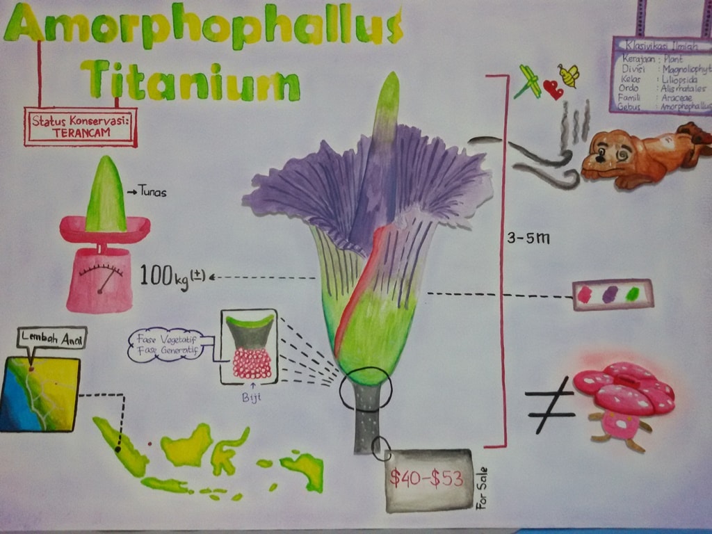 Infografik Amorphophallus Titanum