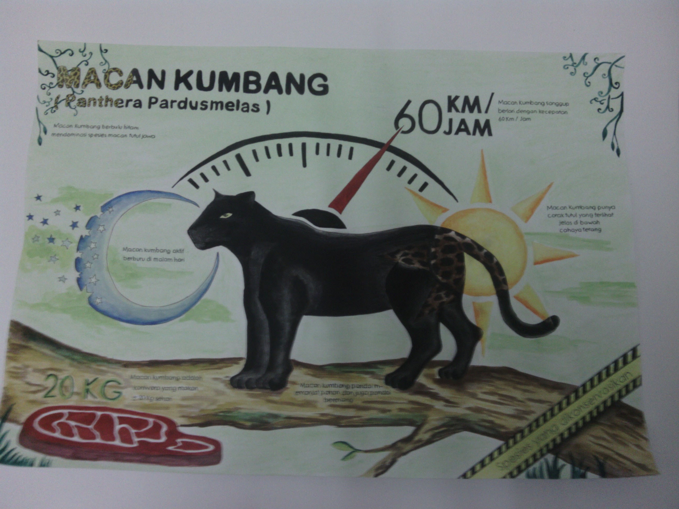 Infografik Macan Kumbang