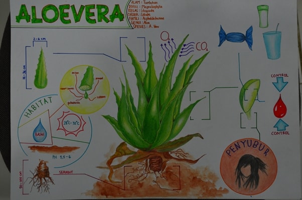 ALOEVERA ( Lidah Buaya )