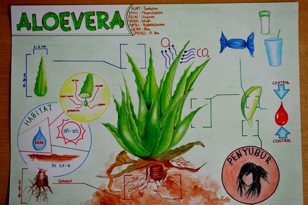 Aloevera ( LIDAH BUAYA )