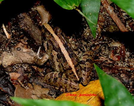katak sawah