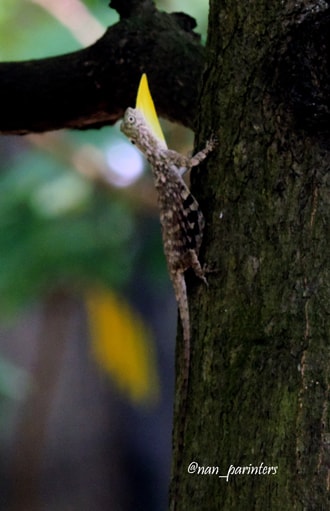 Cicak Terbang