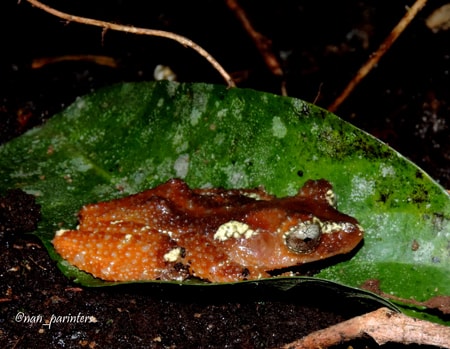Katak pohon mutiara