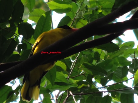 kepudang  kuduk hitam