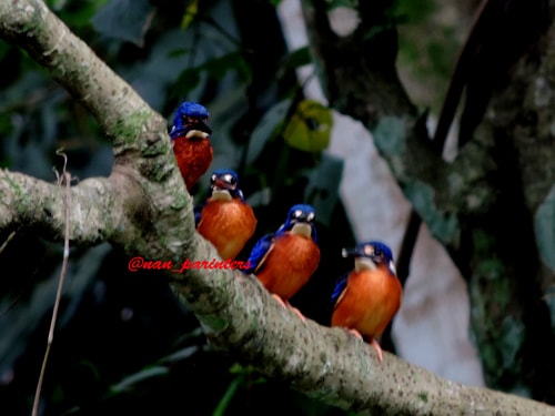 keluarga kecilku ( Alcedo meninting/ Raja udang meninting)