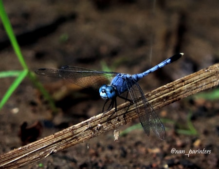 Capungtengger Biru