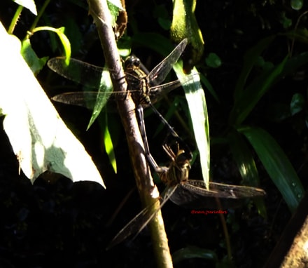 Capungsambar hijau