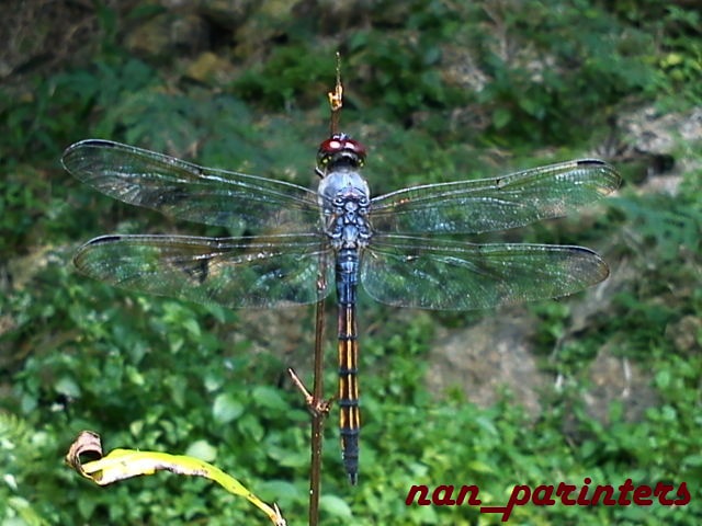 Capungsambar perutpipih
