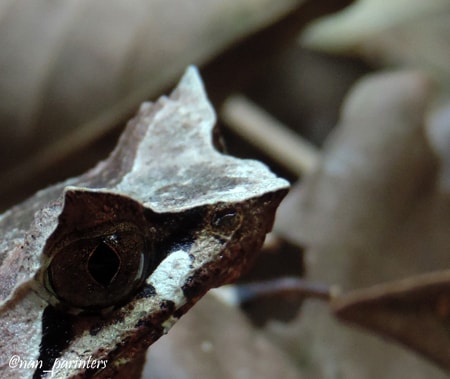 katak bertanduk