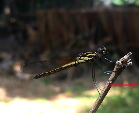 Capungbatu Kuning