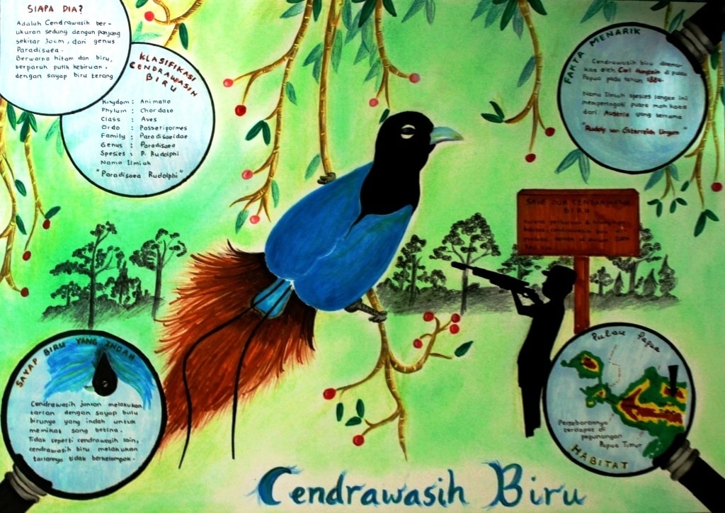infografik cendrawasih biru