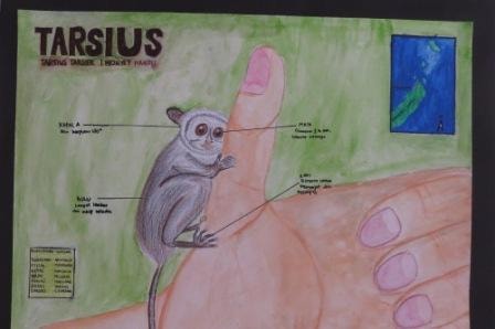 Tarsius