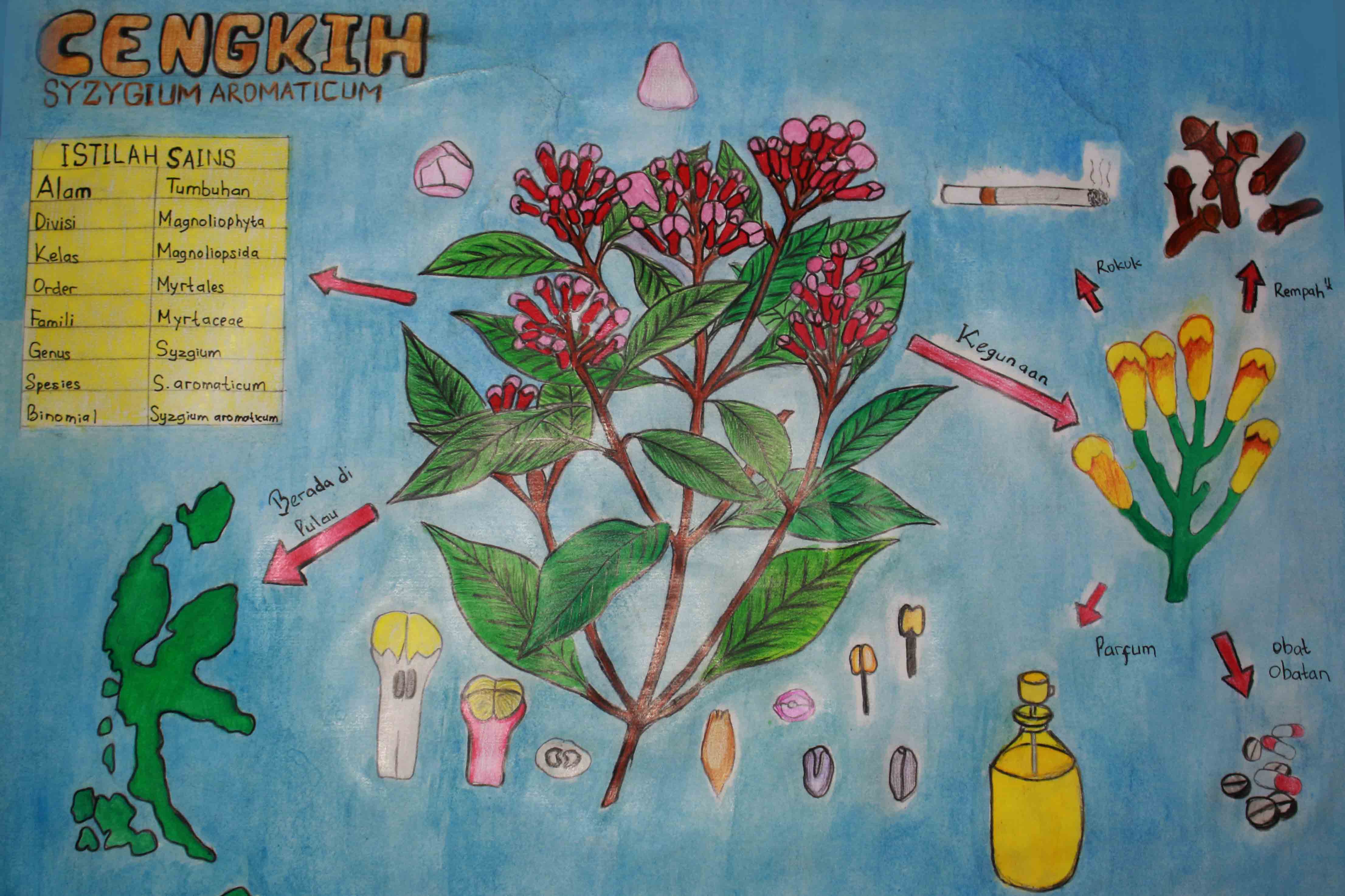 infografik cengkih