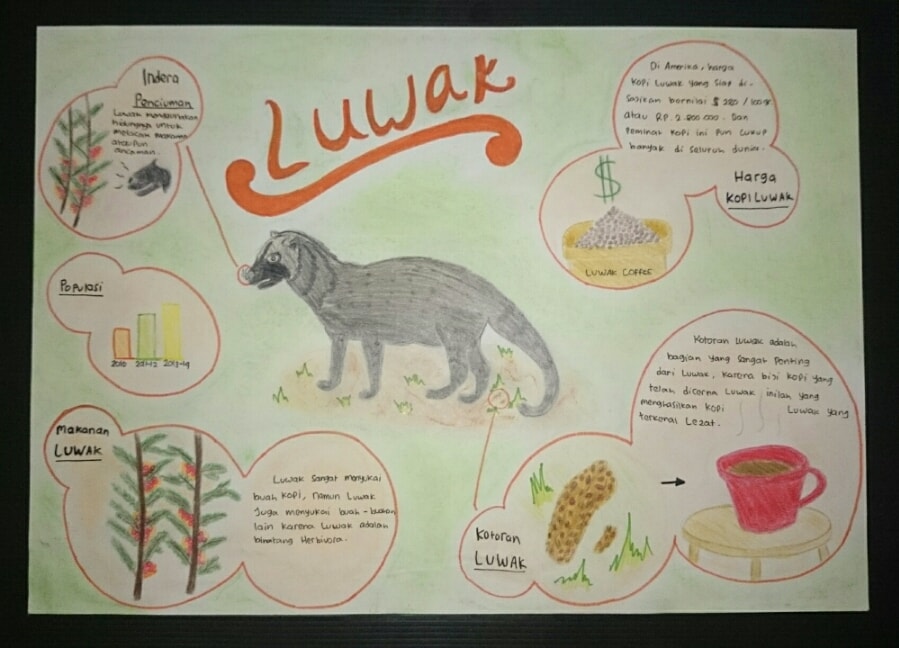 Infografik Luwak