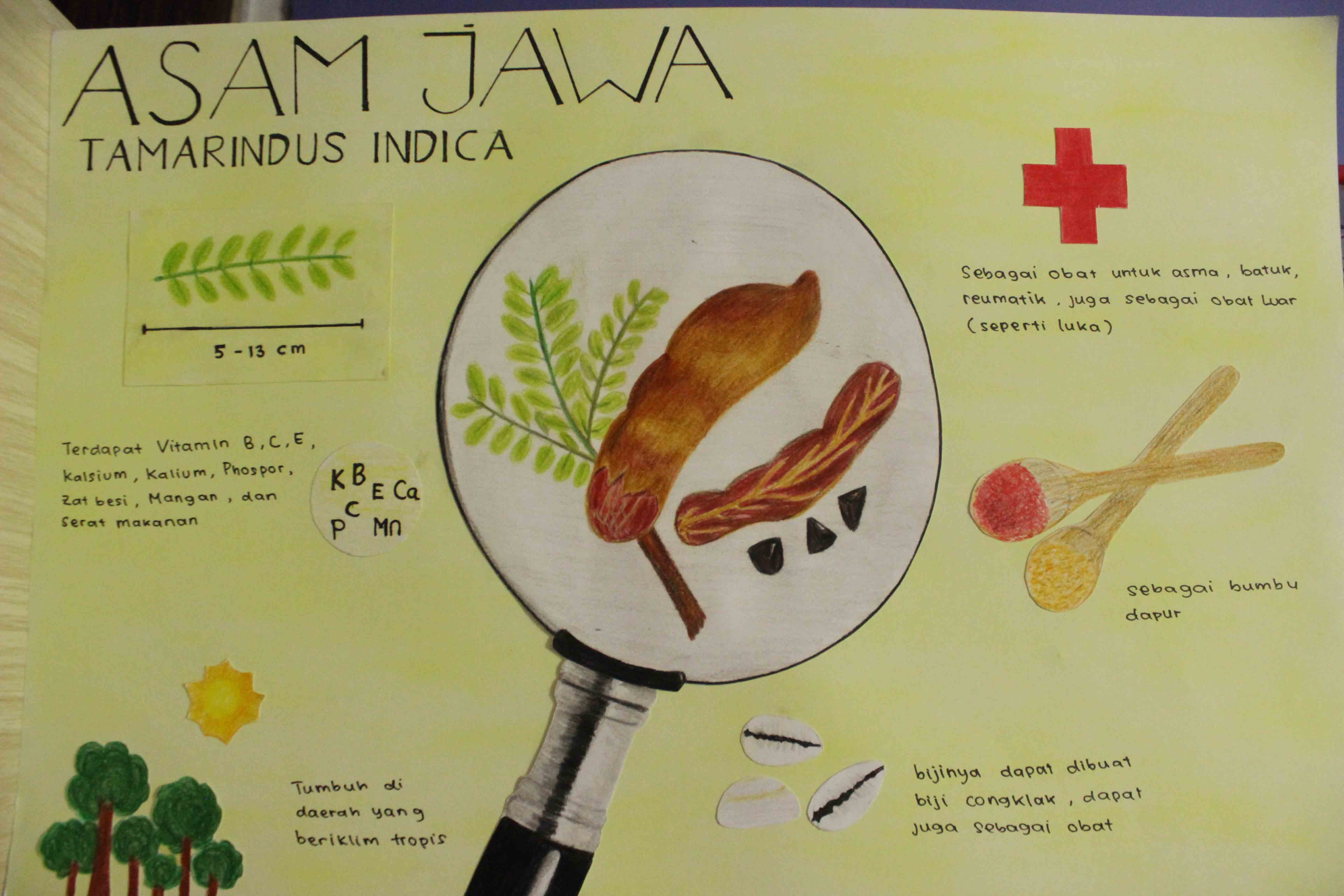 Infografik Asam Jawa