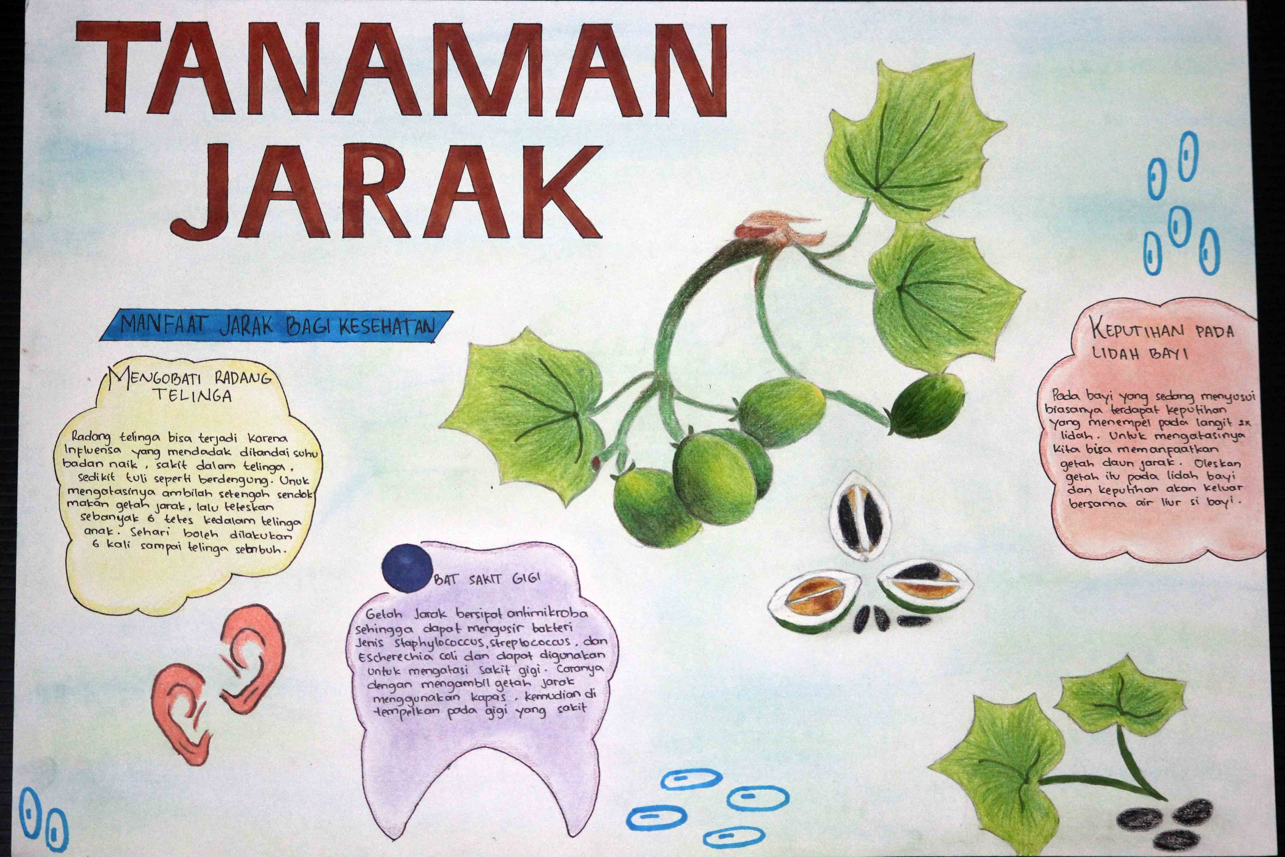Infografik Tanaman Jarak