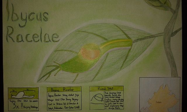 Infografik Ibycus Racelae