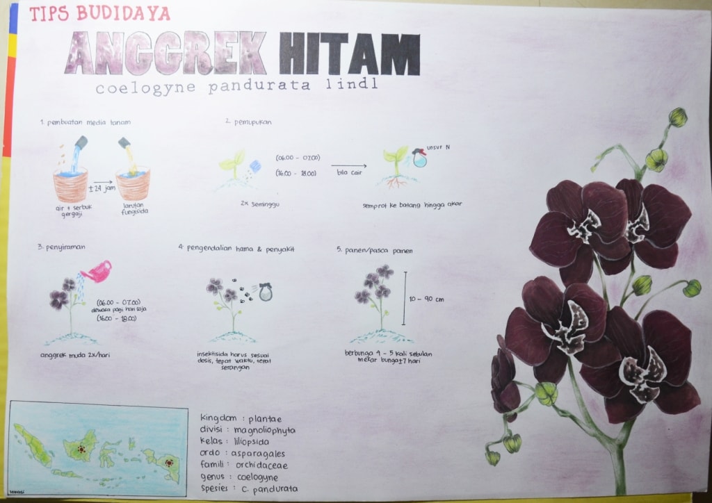 Anggrek Hitam