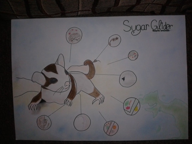 infografik sugar glider