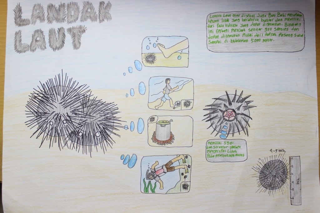 Infografik Landak Laut / Bulu babi