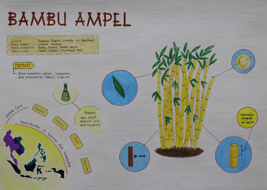 Infografik Bambu Ampel