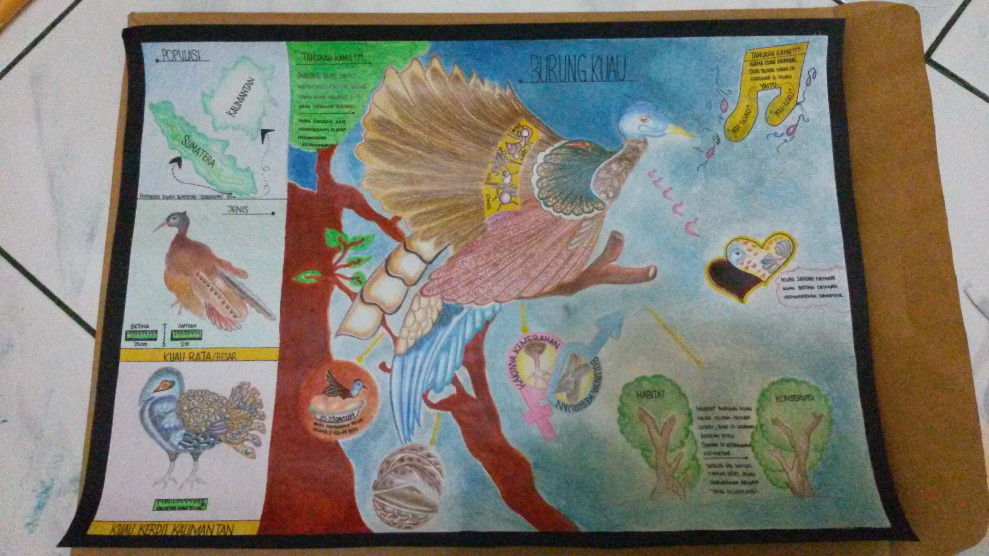 Infografik Burung Kuau