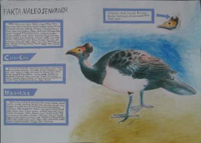 fakta maleo