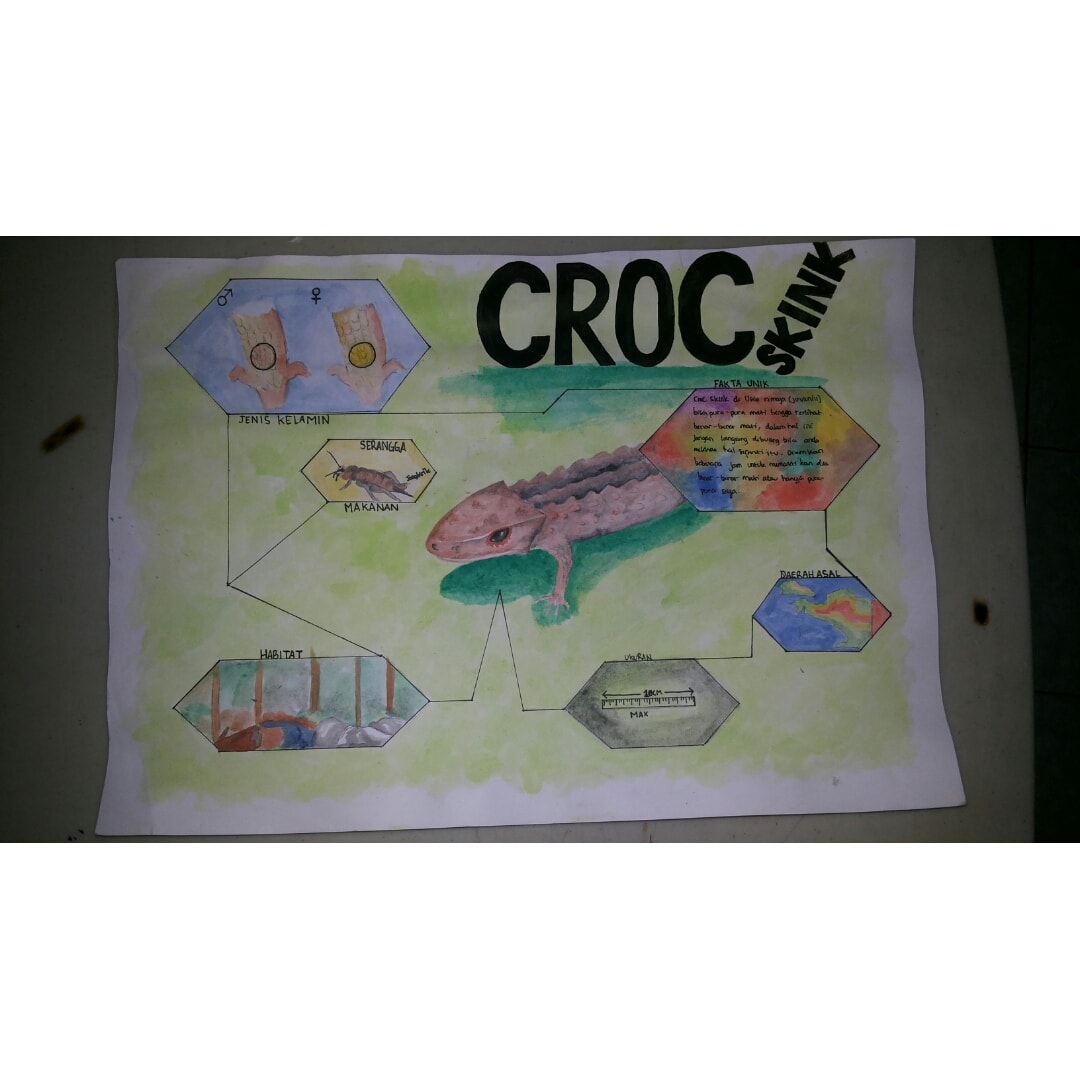 infografik :croc skink aka kadal duri