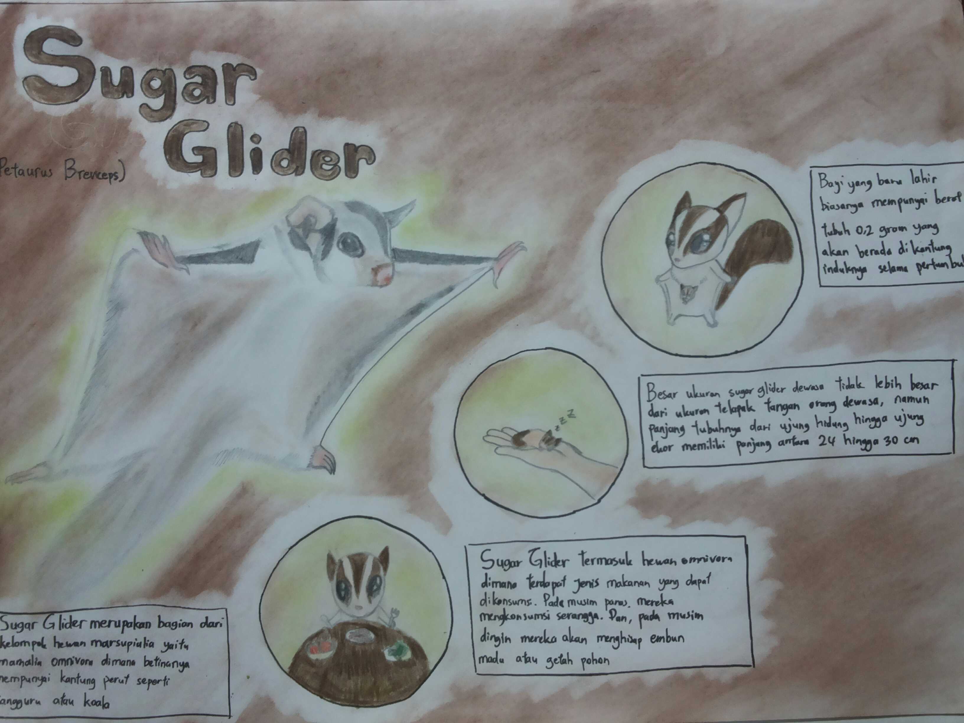 Sugar Glider