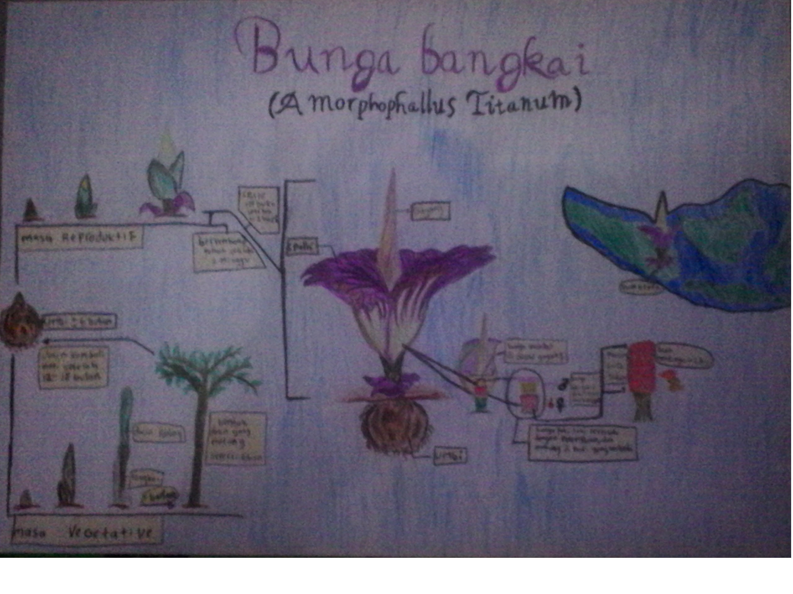 Bunga bangkai (amorphophallus titanum)