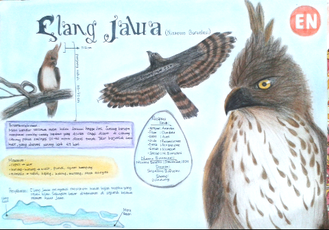 Elang Jawa