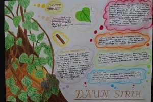 Infografik Daun Sirih