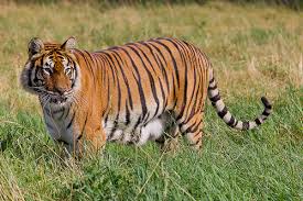 Harimau benggala
