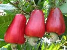 Jambu monyet (jambu mede)