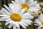 Bunga Aster/Bunga Daisy