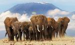 Gajah Afrika