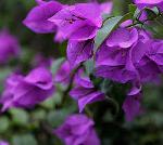 Bunga Bougainville;