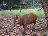 Rusa Bawean endemik Jawa Timur