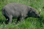 Babirusa endemik Sulawesi