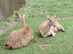 Rusa Timor fauna identitas NTB