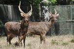 Rusa Sambar