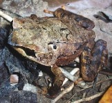 Katak kepala pipih endemik Kalimantan