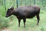 Anoa dataran rendah endemik Sulawesi