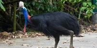 Burung kasuari kerdil endemik Papua