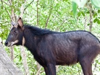 Kambing hutan sumatera endemik Sumatera