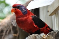 Burung Nuri sayap hitam (Nuri merah biak) endemik Papua