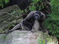 Owa-owa atau Kelempiau endemik Kalimantan