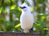 Burung Jalak Bali endemik Bali